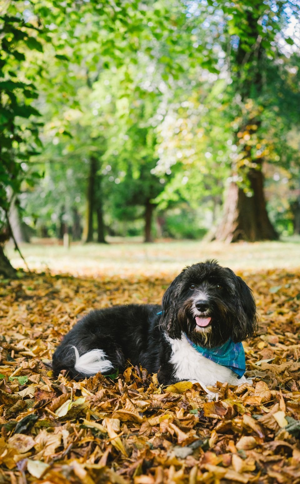 tibetan Terrier-min