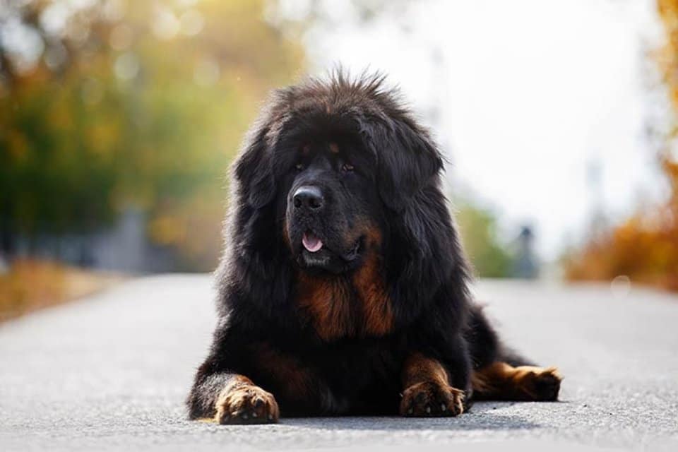 Tibetan-mastiff-min