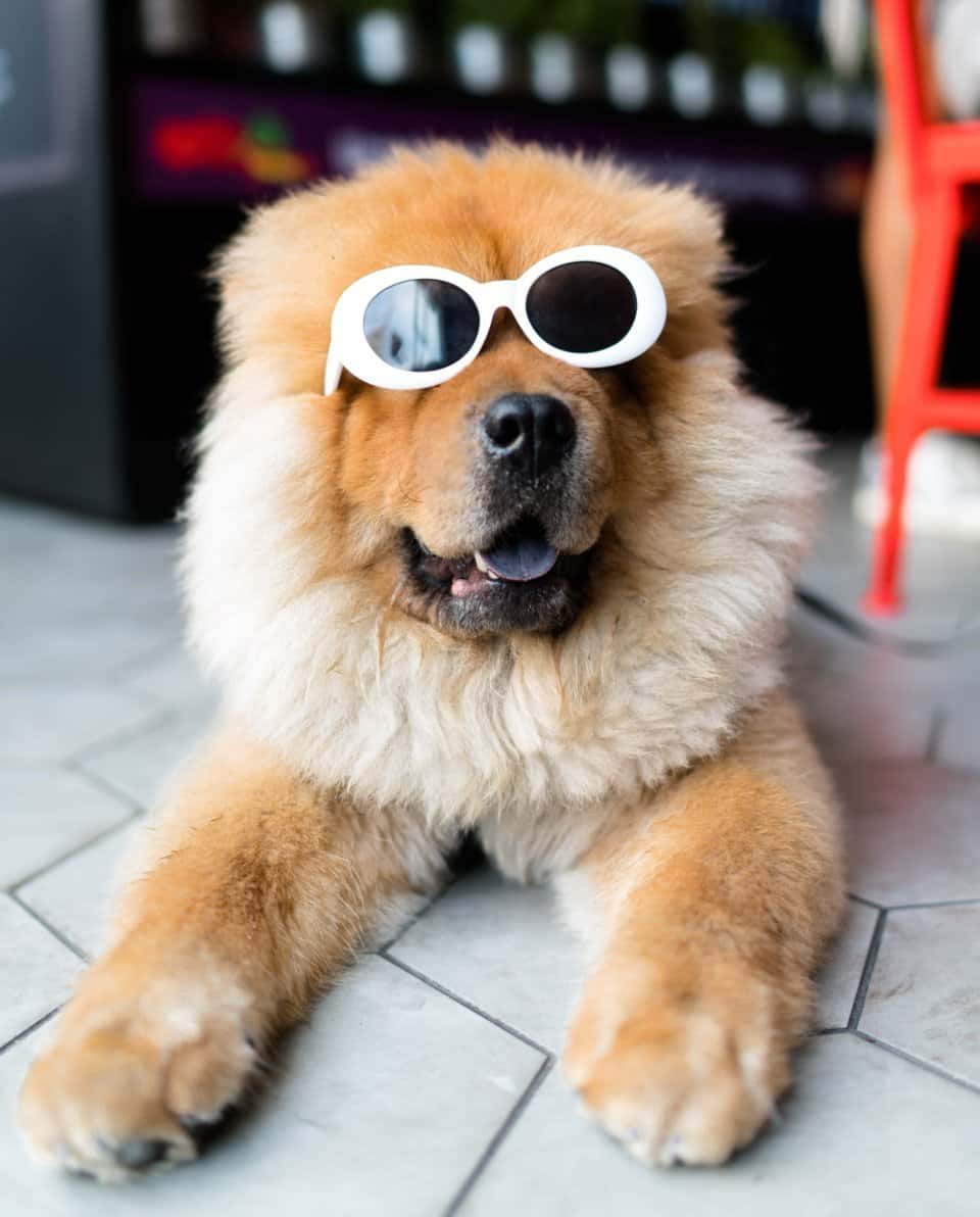 chow-chow-min