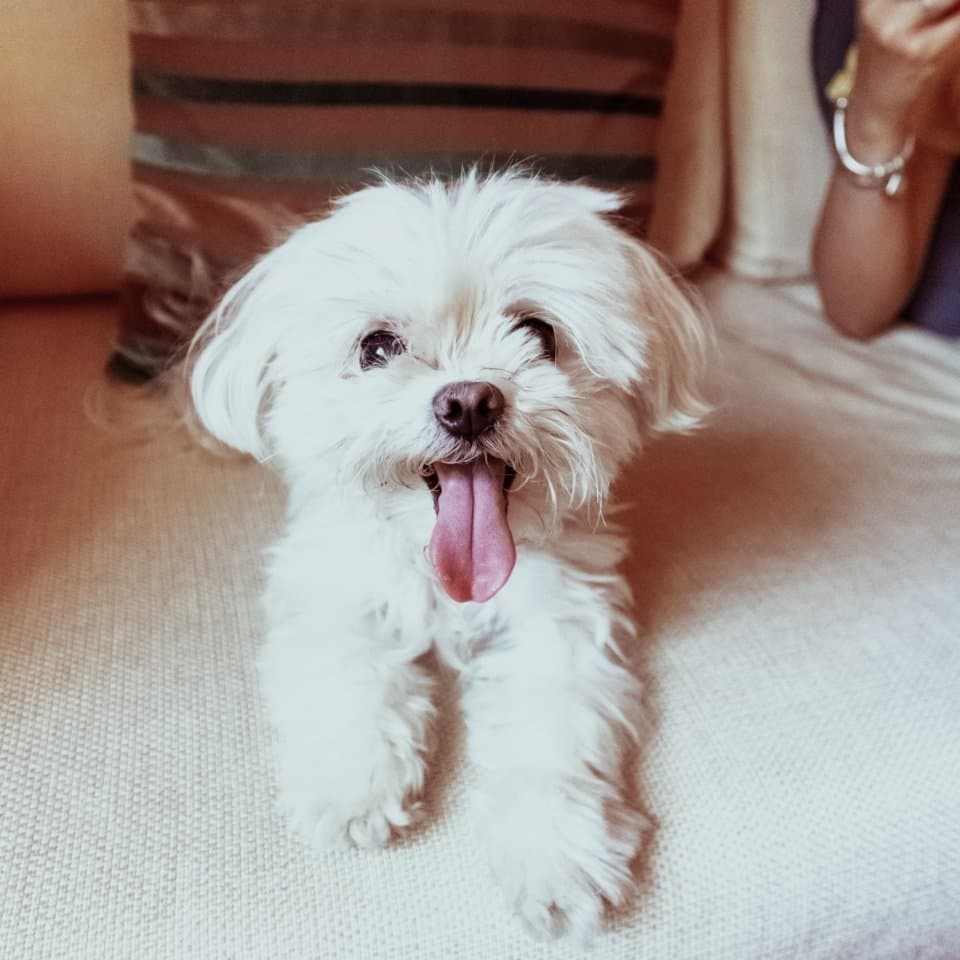 maltese-min