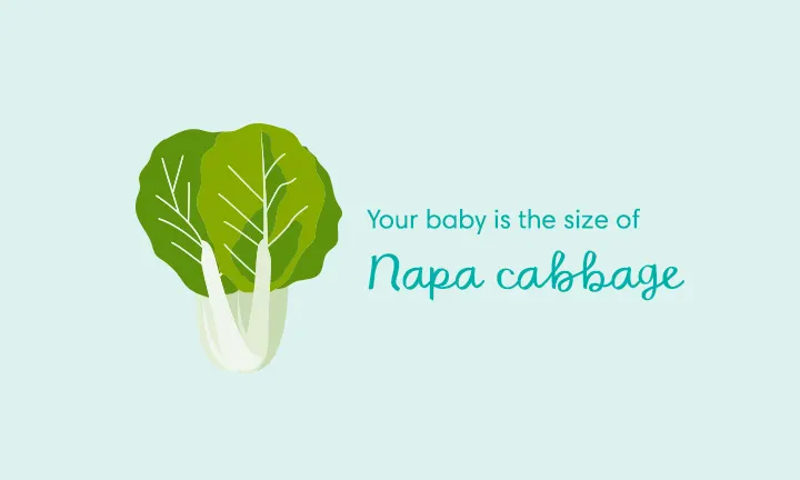 Your baby is the size of a Napa cabbage