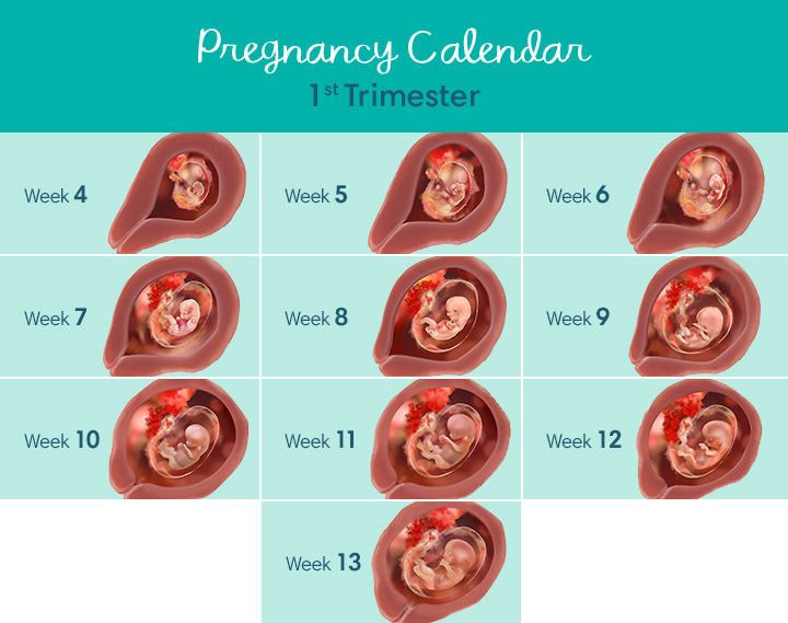 First Trimester Pregnancy: From Week 1 To 12 - Onsurity