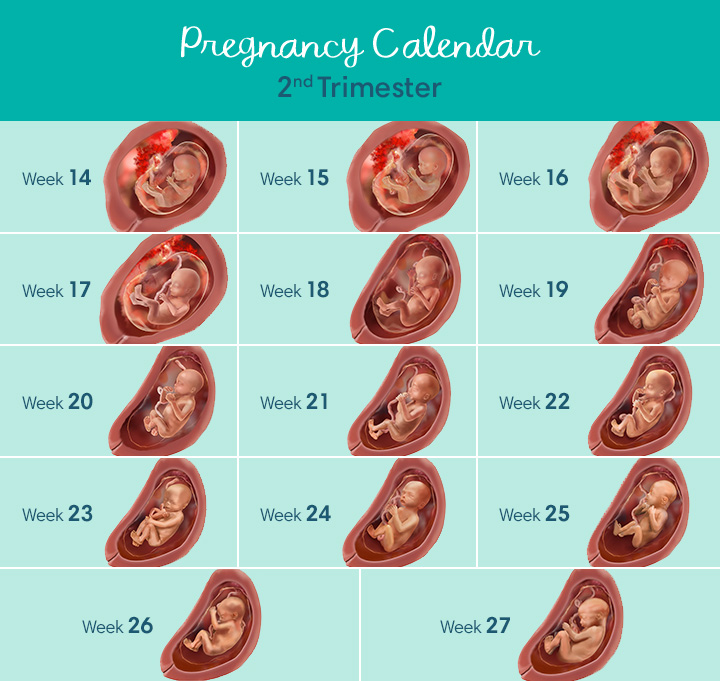 Fetal Development Second Trimester