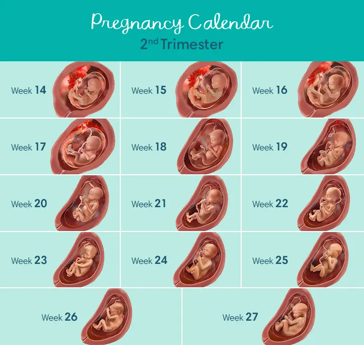 Second Trimester of Pregnancy