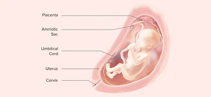 Embryo at 21 weeks pregnant