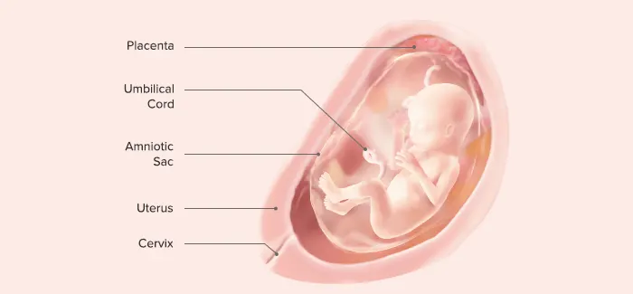 Baby at 18 weeks pregnant