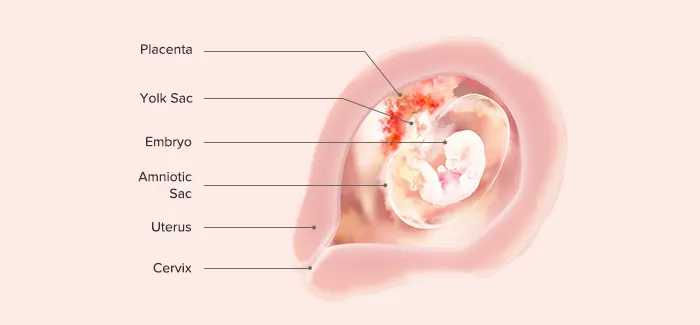 Embryo at 7 weeks pregnant