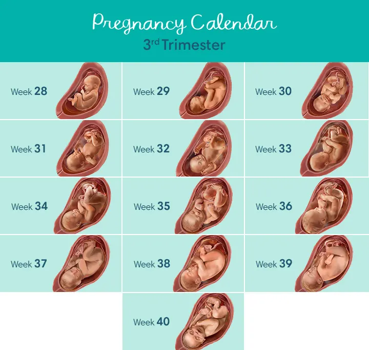 Everything you need to know about the third trimester (weeks 29 to