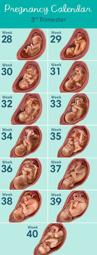 Third Trimester of Pregnancy: What to Expect for Weeks 28-40 - Red