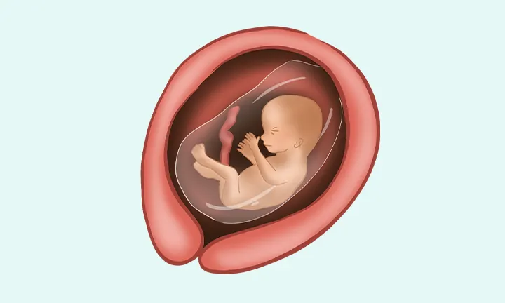 what does a baby look like at 16 weeks pregnant