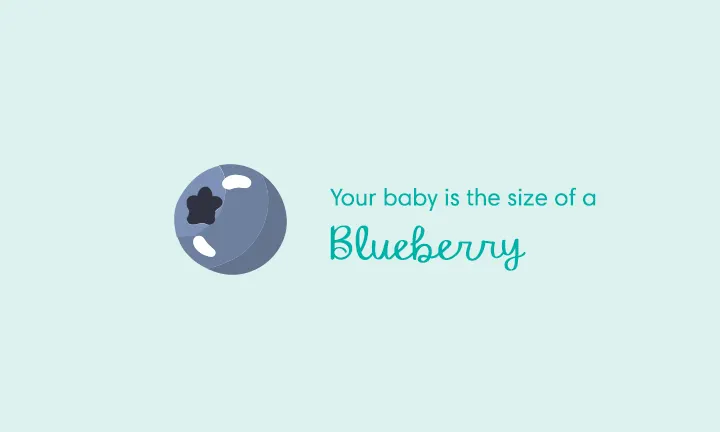 Your baby is the size of a blueberry
