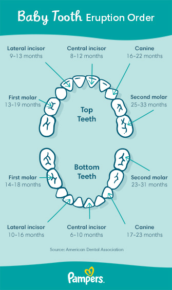 Baby Teeth Chart Order of Eruption Pampers CA