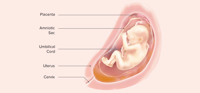 26 weeks fetus size