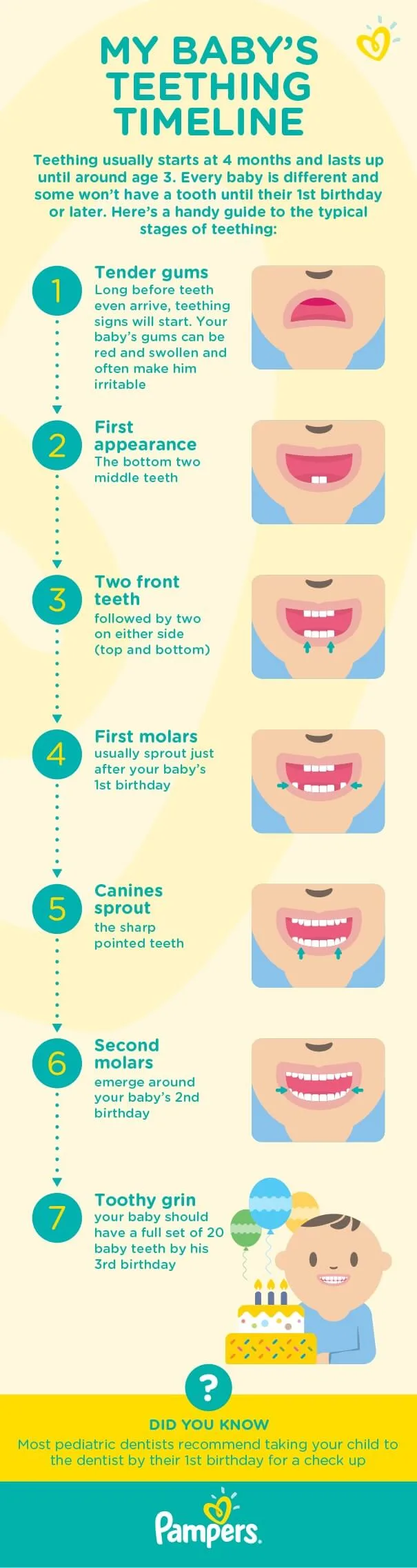 Baby Teeth Chart - Understanding When My Baby's Teeth Will Arrive