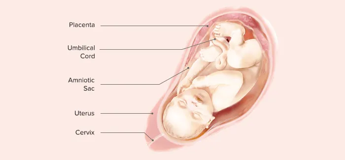 embryo week 40