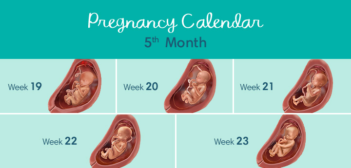 Fetal Development Month 5