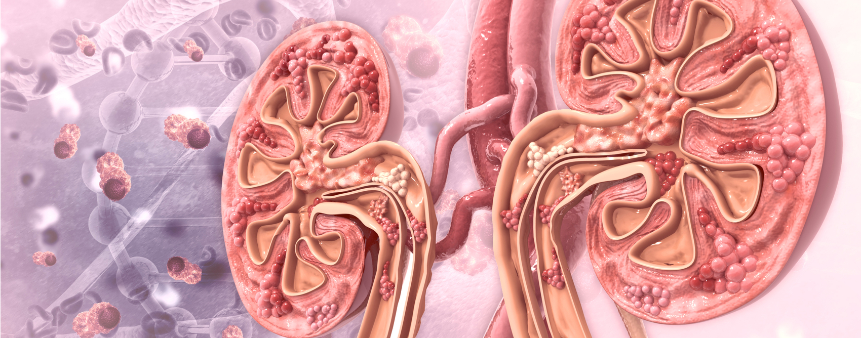 thesis renal disease