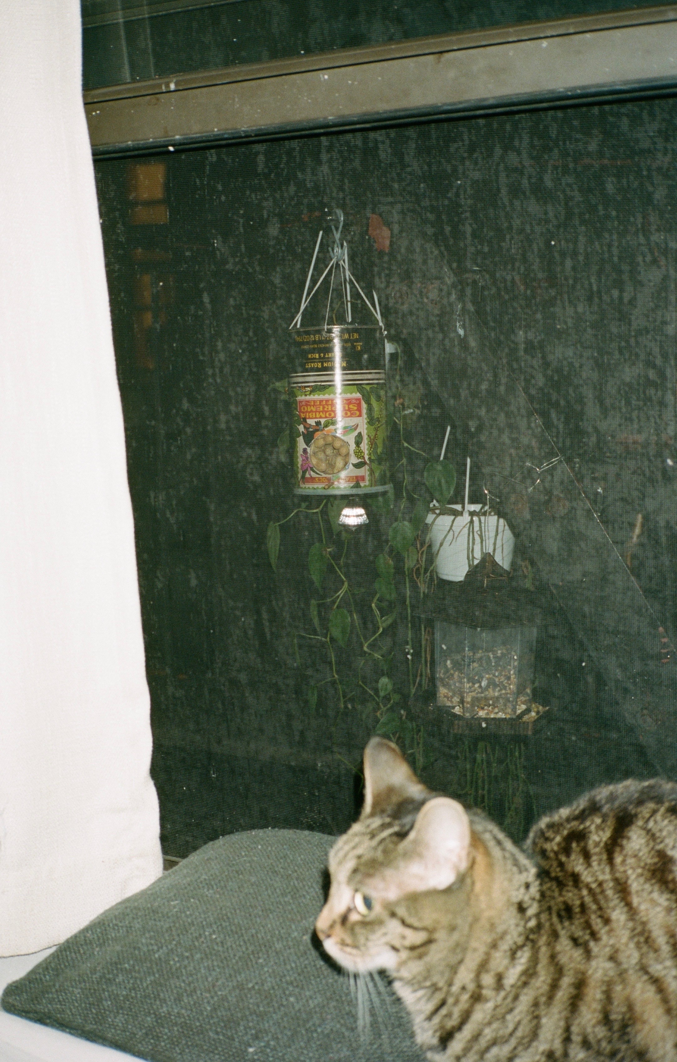 Peanut by Erin Clifford