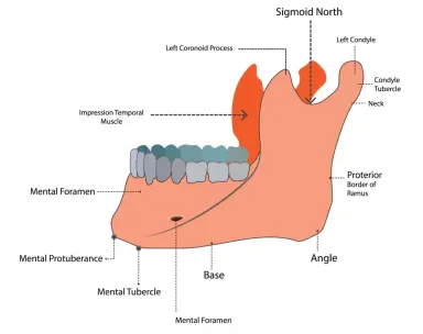 The Mandible (Lower Jaw): Anatomy, Structures, and Function | Byte®
