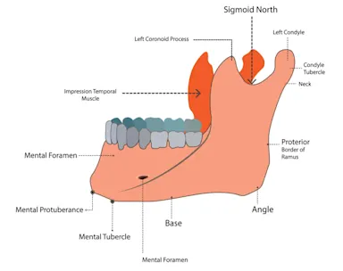 The Mandible (Lower Jaw): Anatomy, Structures, and Function | Byte®