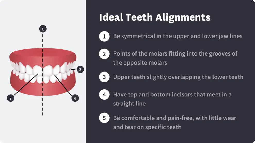 Proper Teeth Alignment How Can I Get Correct Teeth Alignment? Byte