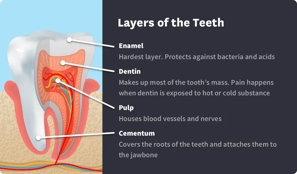 layers of the teeth