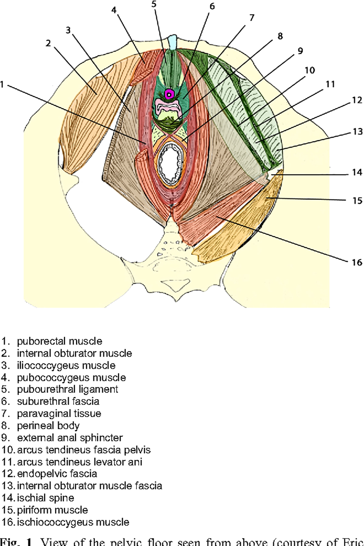 lmm post2 pelvicfloor2