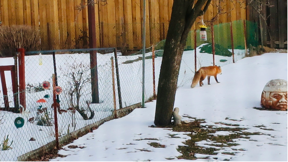 Fox Visitation
