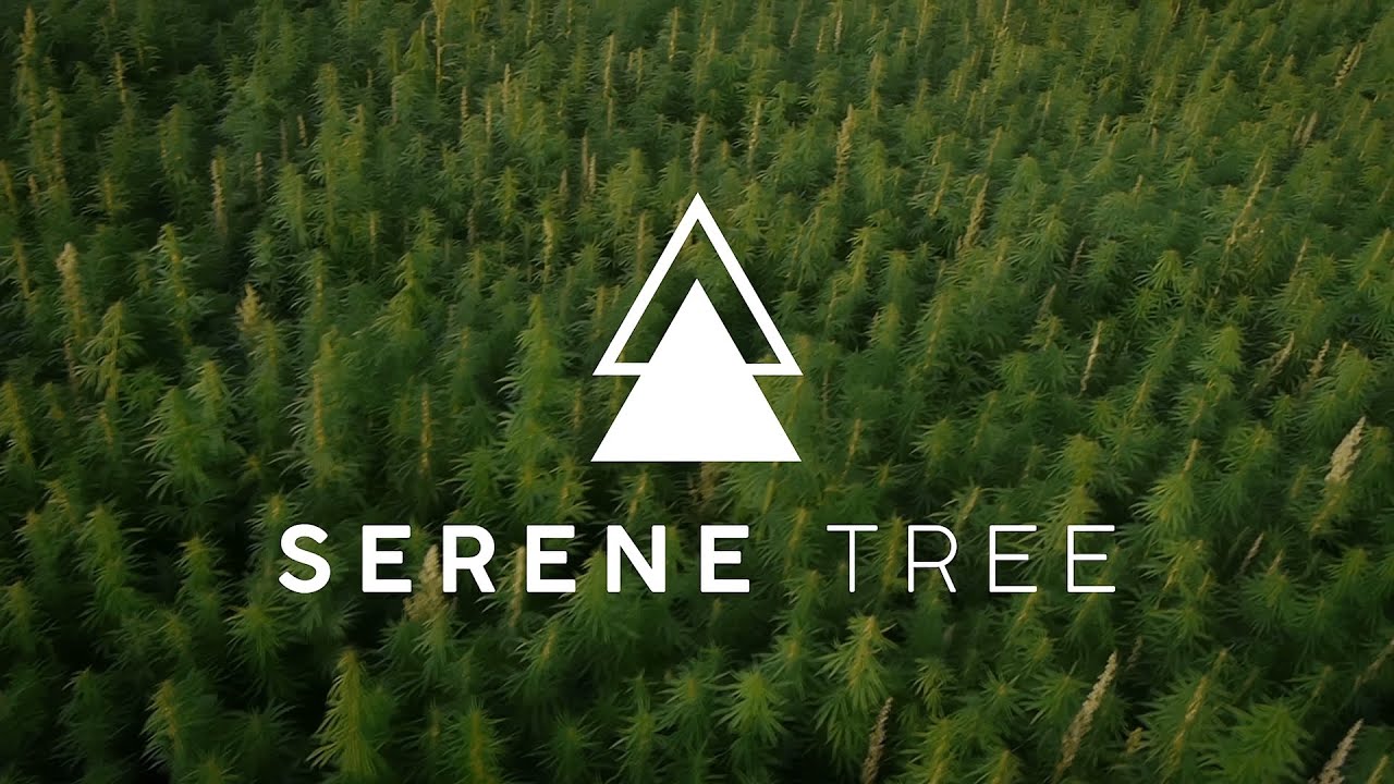 Serene Tree