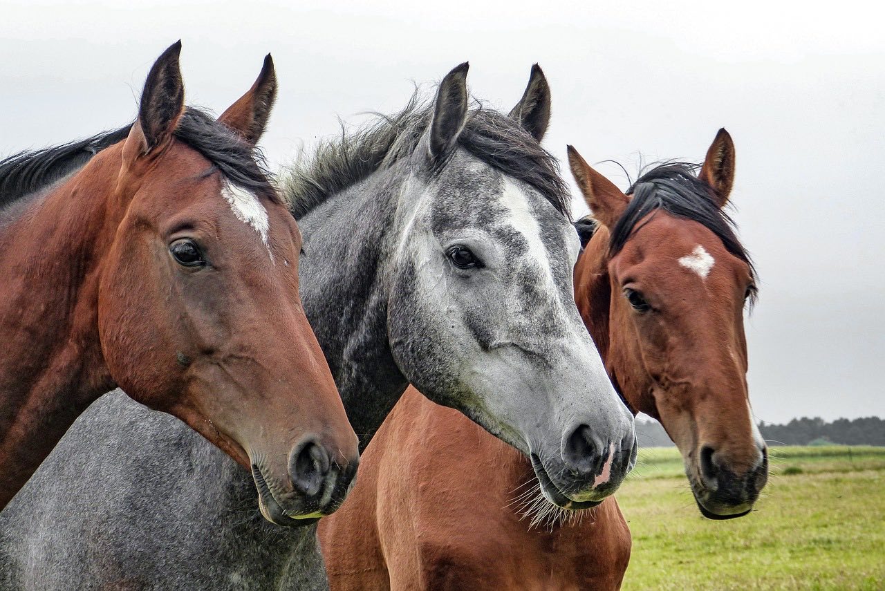 Horse-hair-and-horsetail-mattresses