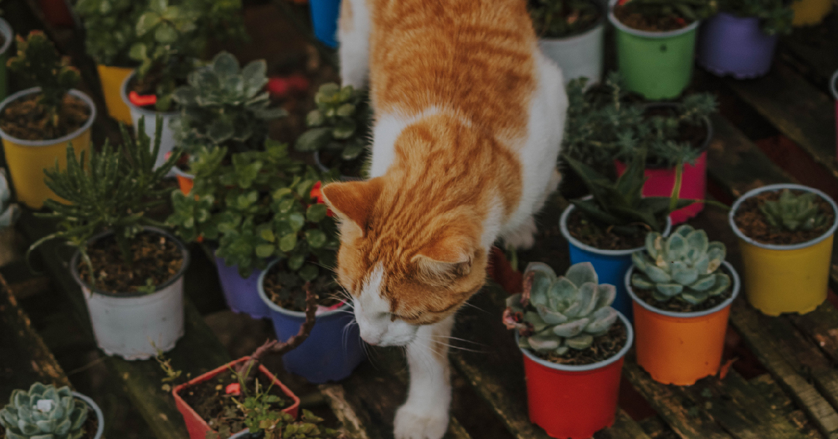 Gato con suculentas