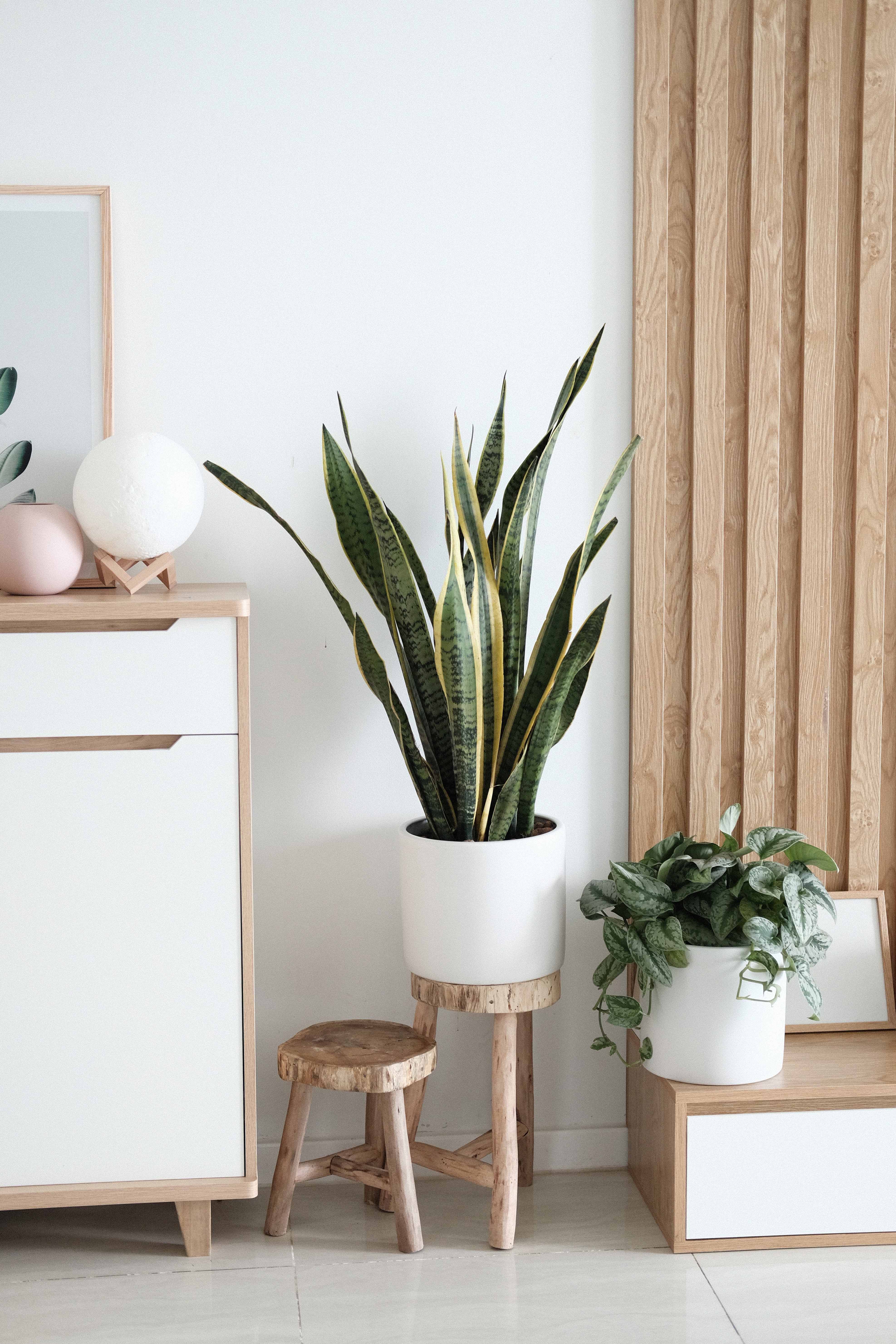 Plantas purificadoras - Sansevieria - La Haus
