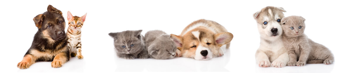 Large and small dogs and cats