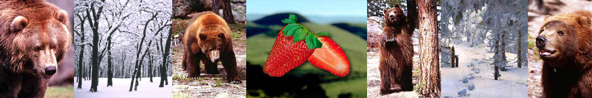 Bear, winter, and strawberries