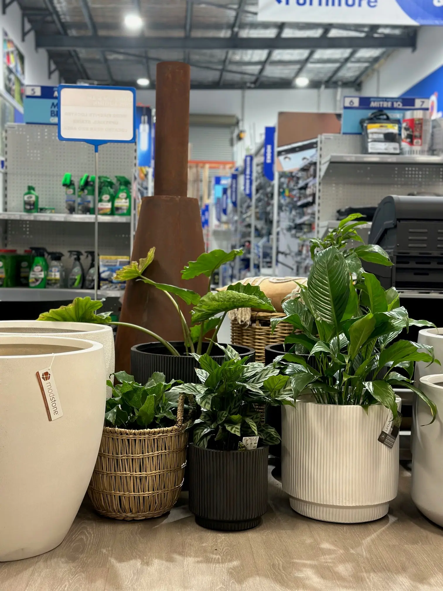 Pots and plants