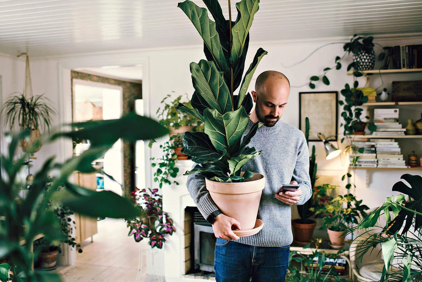 Mann trägt eine große Pflanze ins Zimmer und schaut auf sein Handy