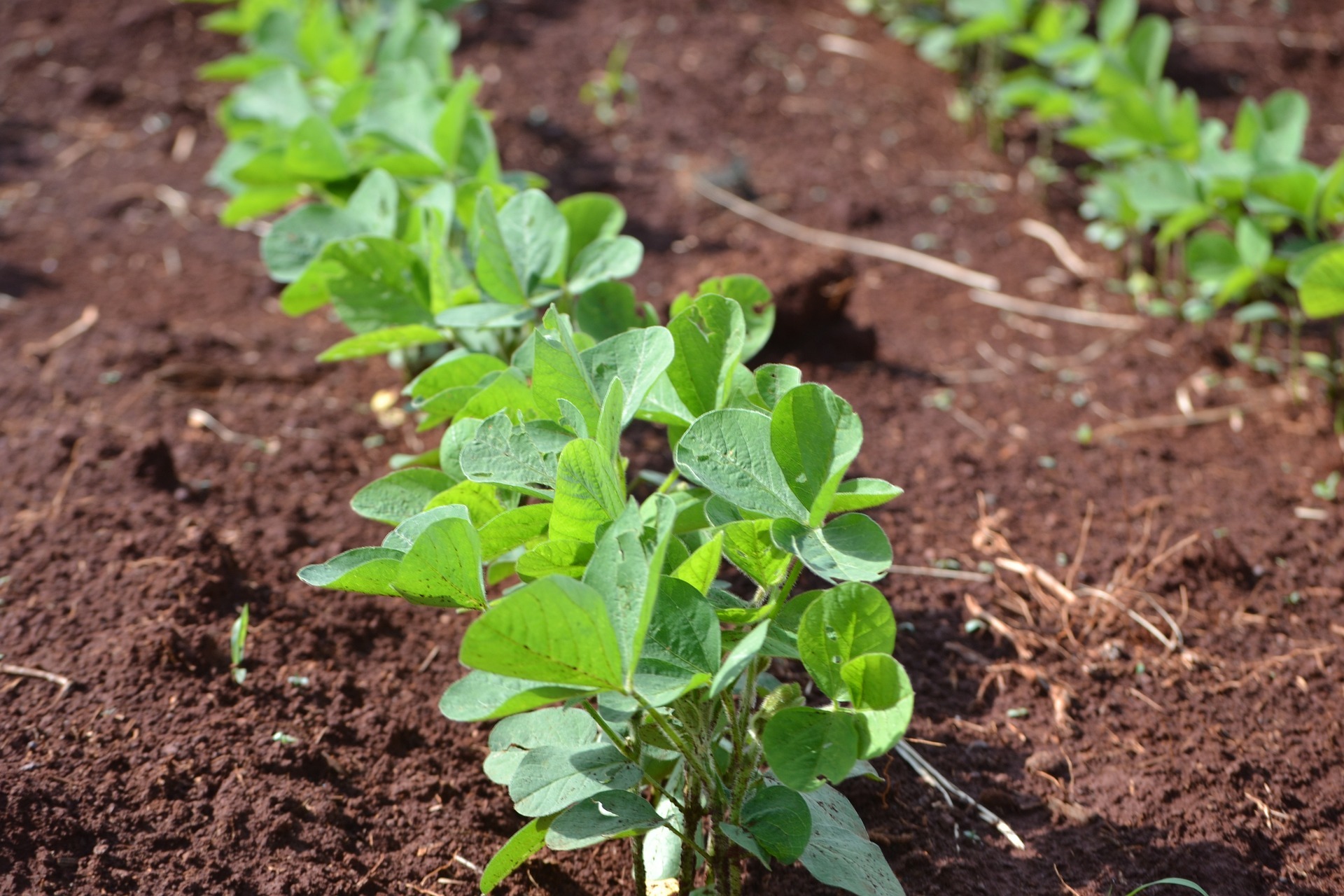 Comment produire du soja en agriculture biologique ?