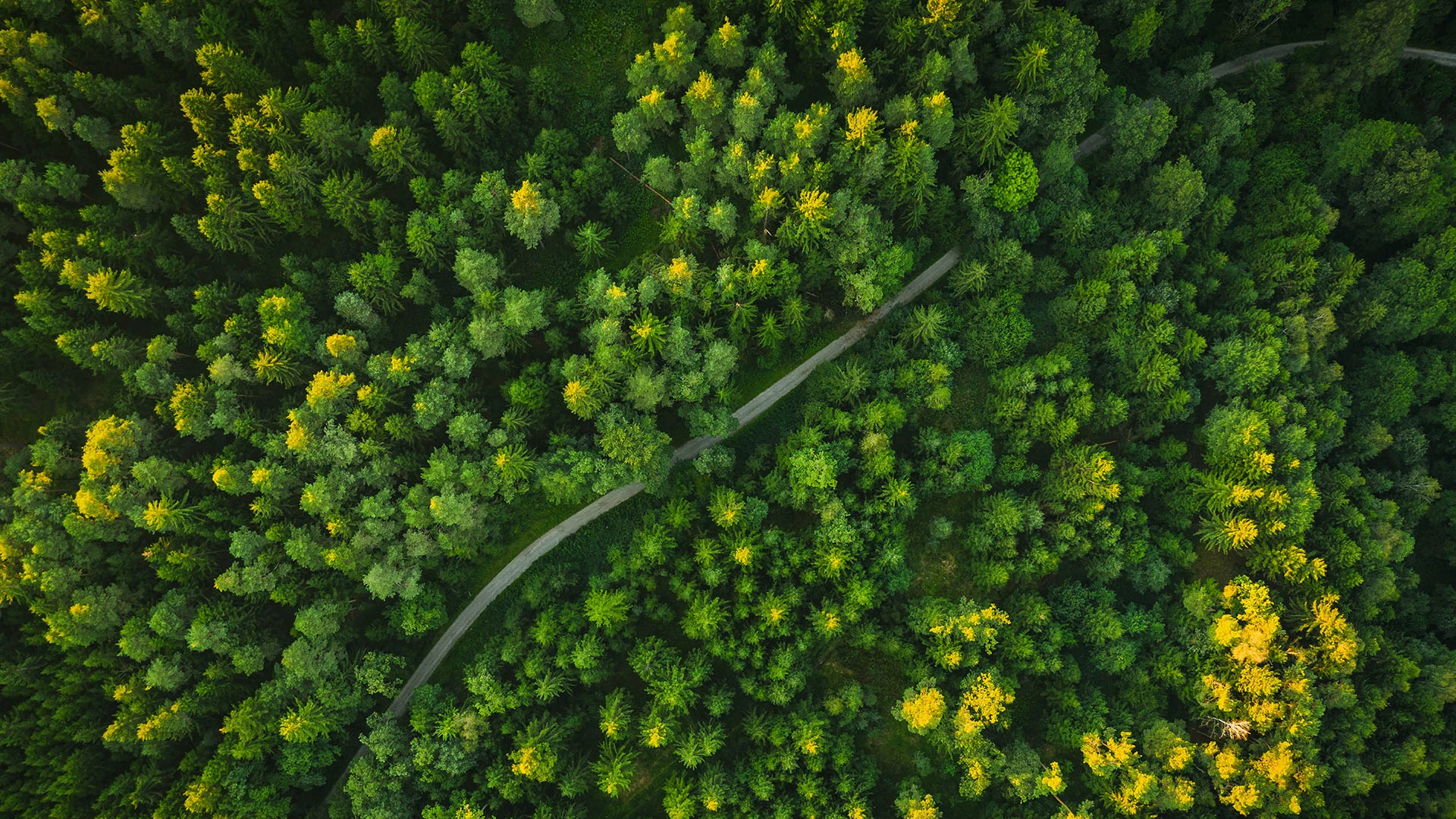 Aerial view of a dense forest with lush green trees. A narrow winding road cuts through the forest, creating a natural pathway amidst the thick foliage. Sunlight illuminates patches of the treetops, adding vibrant yellow highlights to the greenery.