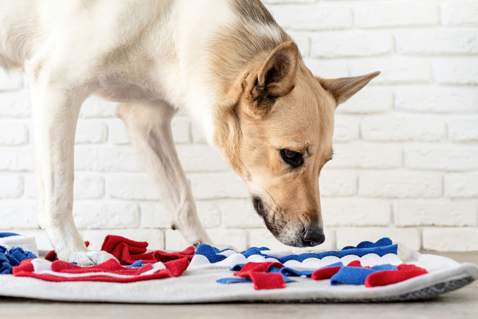 A washable snuffle pad can be a great way to keep your dogs mentally stimulated indoors.