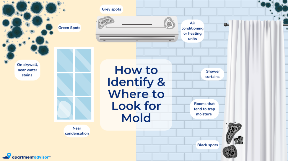 How to Identify & Where to Look for Mold