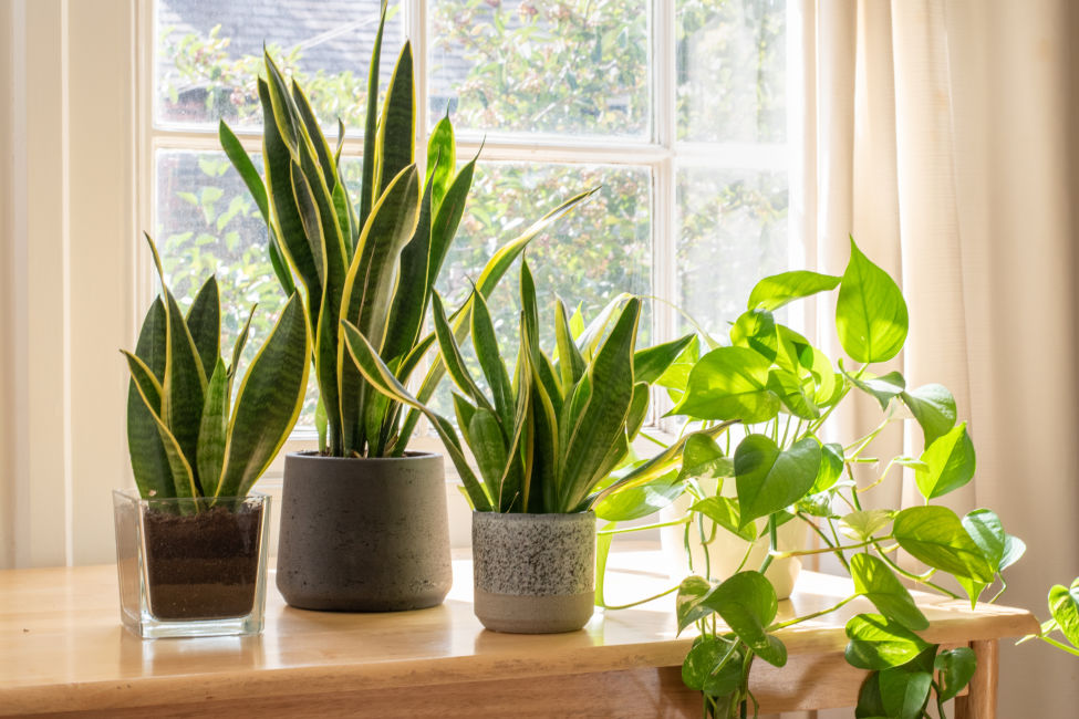 Indoor plants do best in direct sunlight. 