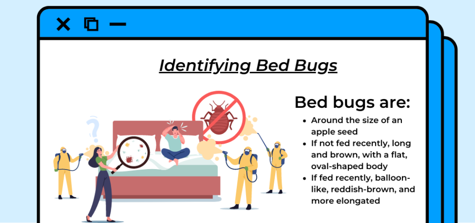 A guide on identifying bed bugs.