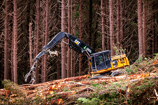 A Caterpillar forestry machine, logging excavator with a grapple attachment moving felled trees in a forest.