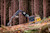 A Caterpillar forestry machine, logging excavator with a grapple attachment moving felled trees in a forest.