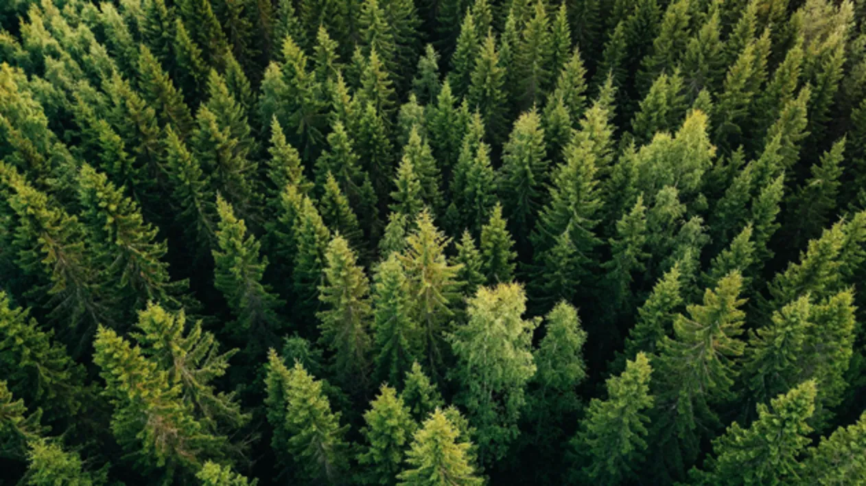 An aerial top-down view of a dense evergreen forest canopy, featuring various shades of green and yellowish-green coniferous tree tops.