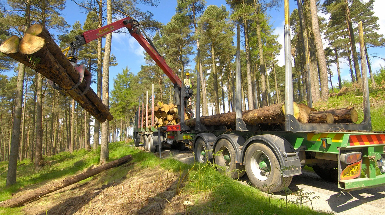 Construction worker operating heavy machinery to pick up logs in forest