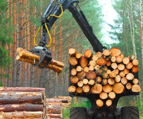 A forestry crane uses a grapple to load pine logs onto a transport vehicle in a dense woodland setting.