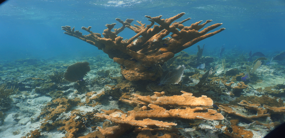 Scientists use Trimble technology to develop first-ever, Caribbean-wide benthic habitat maps