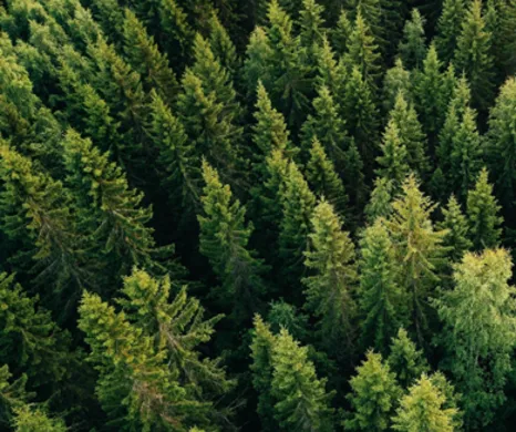 Aerial top-down view of a dense, lush green evergreen forest canopy.