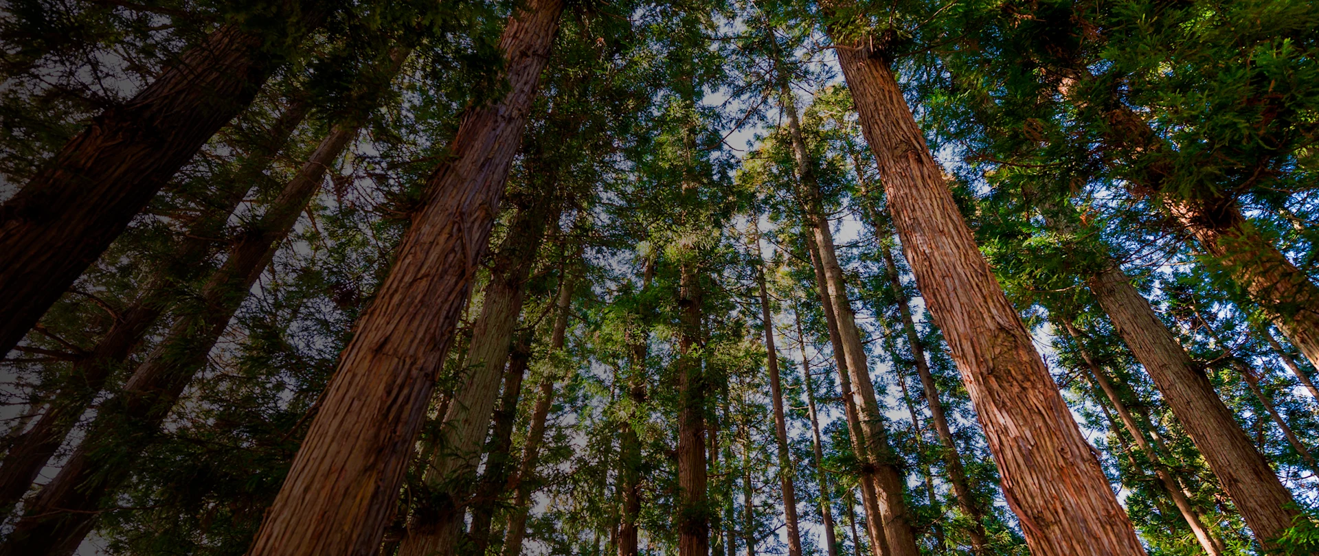 Upward view of tall trees in forest